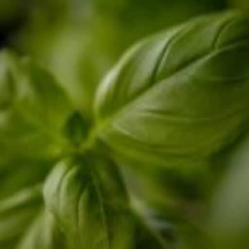 herb, leaves, basil-4680551.jpg